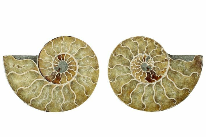 Cut & Polished, Agatized Ammonite Fossil - Madagascar #317707